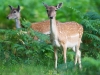 Roe Deer