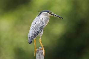 Heron, Little - Penang 2