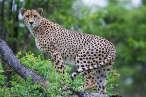Cheetah 12