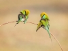 Little Green Bee-Eater, Sri Lanka