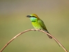 Little Green Bee-Eater, Sri Lanka