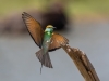 Little Green Bee-Eater, Sri Lanka