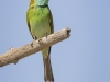 Little Green Bee-Eater, Sri Lanka