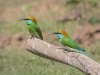 Little Green Bee-Eater, Sri Lanka