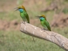 Little Green Bee-Eater, Sri Lanka