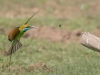 Little Green Bee-Eater, Sri Lanka