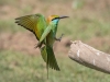 Little Green Bee-Eater, Sri Lanka