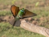 Little Green Bee-Eater, Sri Lanka