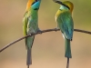 Little Green Bee-Eater, Sri Lanka