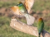 Little Green Bee-Eater, Sri Lanka