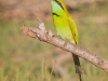 Little Green Bee-Eater, Sri Lanka