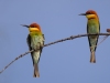 Chestnut-headed Bee-Eater, Thailand