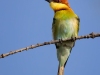 Chestnut-headed Bee-Eater, Thailand