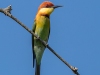 Chestnut-headed Bee-Eater, Thailand