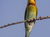 Chestnut-headed Bee-Eater, Thailand