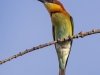 Chestnut-headed Bee-Eater, Thailand