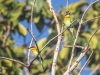 Chestnut-headed Bee-Eater, Thailand