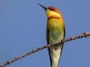 Chestnut-headed Bee-Eater, Thailand