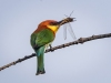 Chestnut-headed Bee-Eater, Thailand