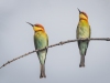 Chestnut-headed Bee-Eater, Thailand