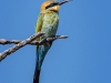 Rainbow Bee-Eater, Western Australia