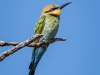 Rainbow Bee-Eater, Western Australia