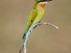 Blu Tailed Green Bee-Eater, Sri Lanka