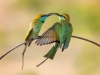 Little Green Bee-Eater, Sri Lanka