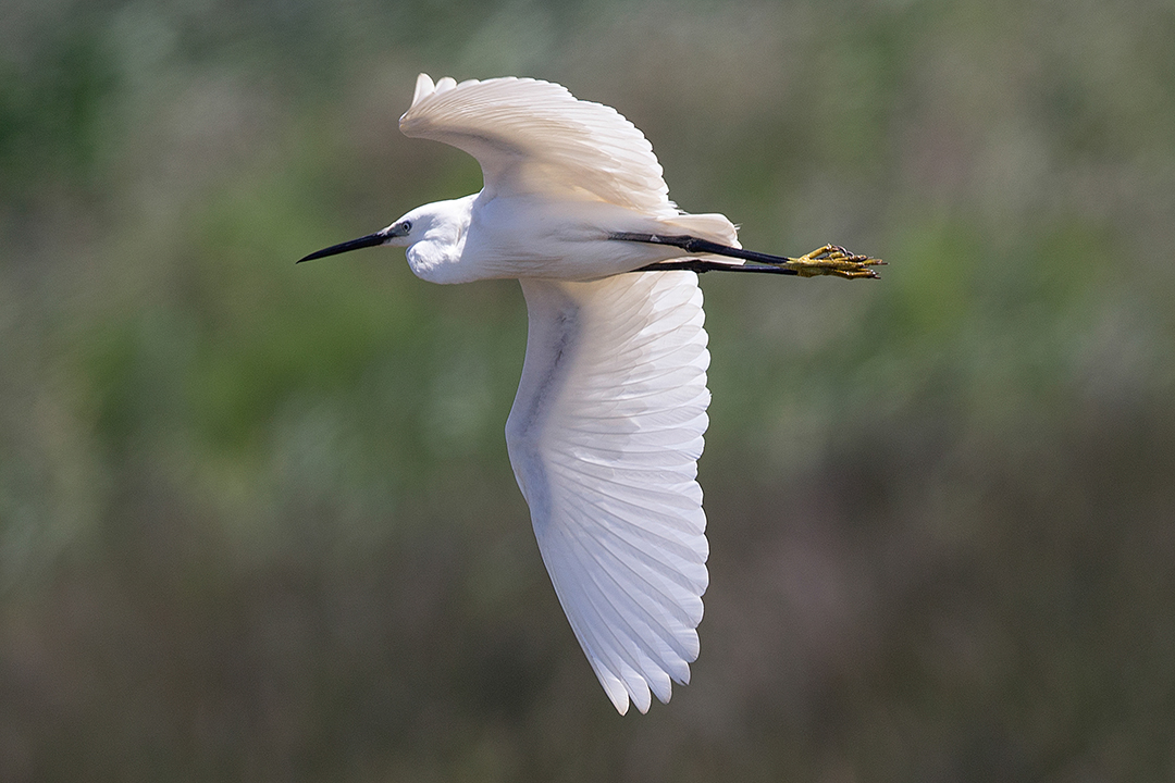 Litle Egret, Spain
