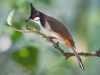 Red Whiskered Bulbul, Kuala Lumpur, Malaysia