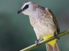 Yellow Vented Bulbul, Penang, Malaysia