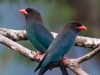 Dollarbirds, Langkawi, Malaysia