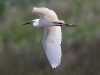 Litle Egret, Spain