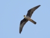 Eleonoras Falcon, Spain