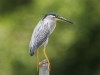 Little Heron, Penang, Malaysia