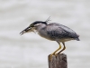 Little Heron, Penang, Malaysia