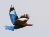 White Throated Kingfisher, Langkawi, Malaysia