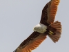 Brahminy Kite, Langkawi, Malaysia