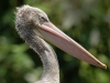 Spot Billed Pelican, Kuala Lumpur, Malaysia