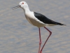 Black Winged Stilt, Spain