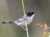 Sardinian Warbler, Spain