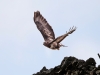 Common Buzzard, Rusland Valley, Lake District