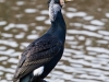 Cormorant, Lymm Dam