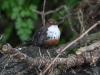 Dipper, River Kent