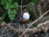 Dipper, River Kent