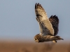 Short Eared Owl, Dee Estuary