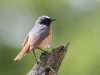 Redstart, Borrowdale