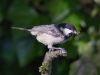 Coal Tit, Lancashire