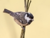 Coal Tit, Leighton Moss