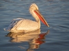 Dalmatian Pelican, Northern Greece